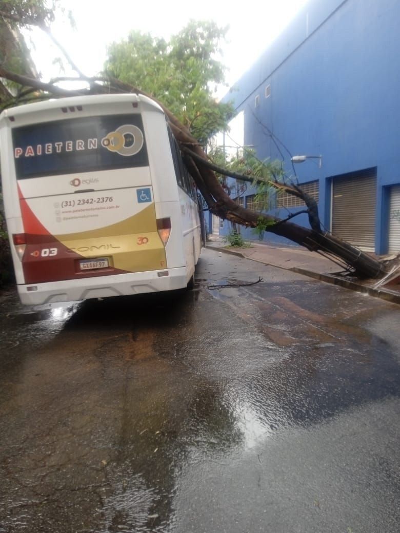 Árvore cai e atinge ônibus de turismo na avenida Teresa Cristina, em BH