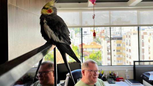 Tudo começou quando, vivendo em uma cobertura na avenida Getúlio Vargas, Pituco e outra calopsita alçaram voo por uma janela aberta