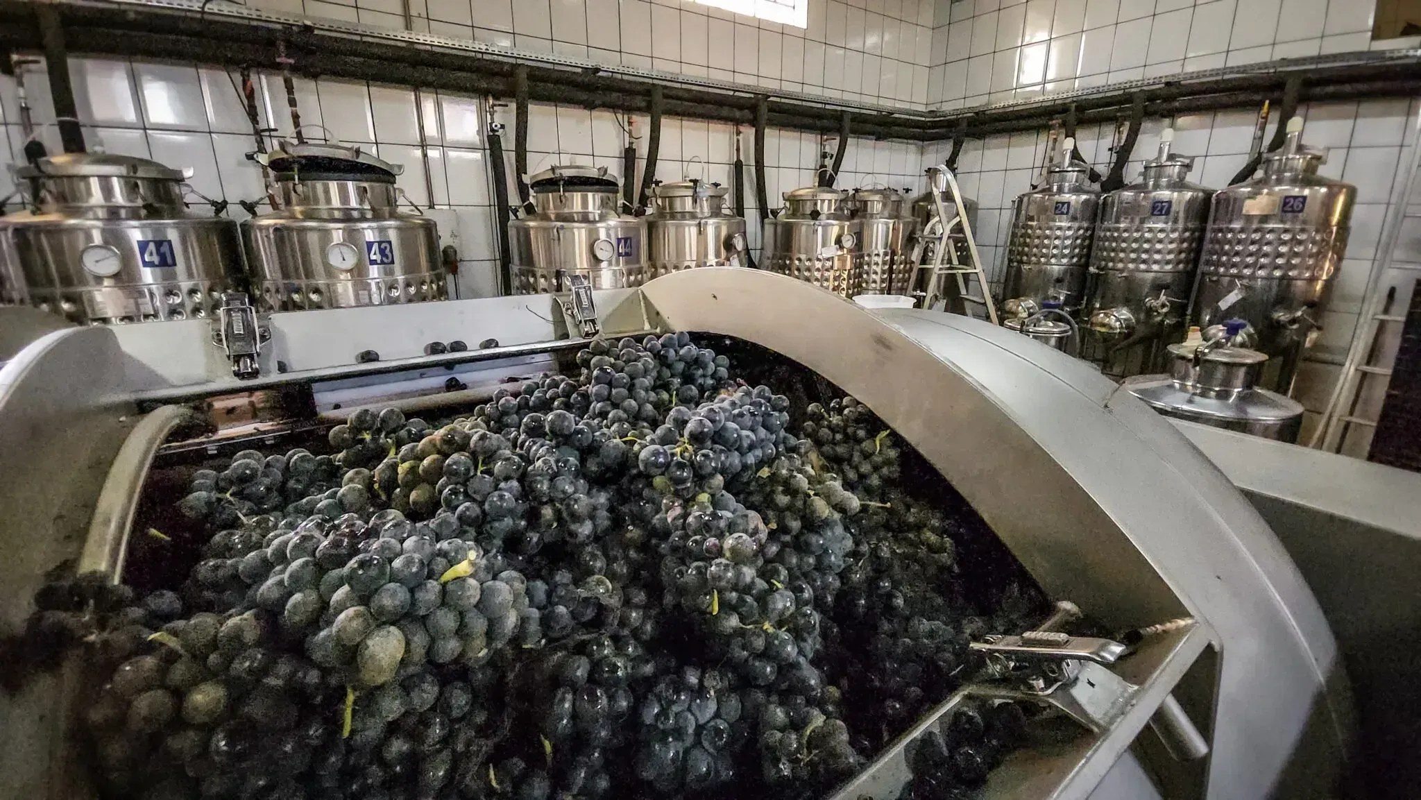 Sul de Minas prepara pedido de indicação geográfica para vinhos produzidos na região