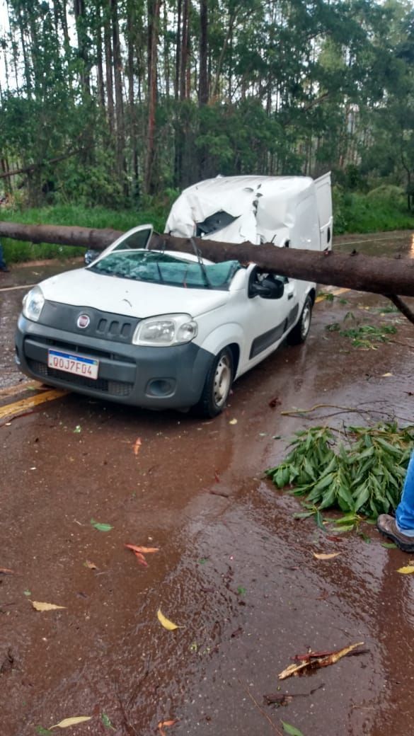Carro atinge árvore na BR-356