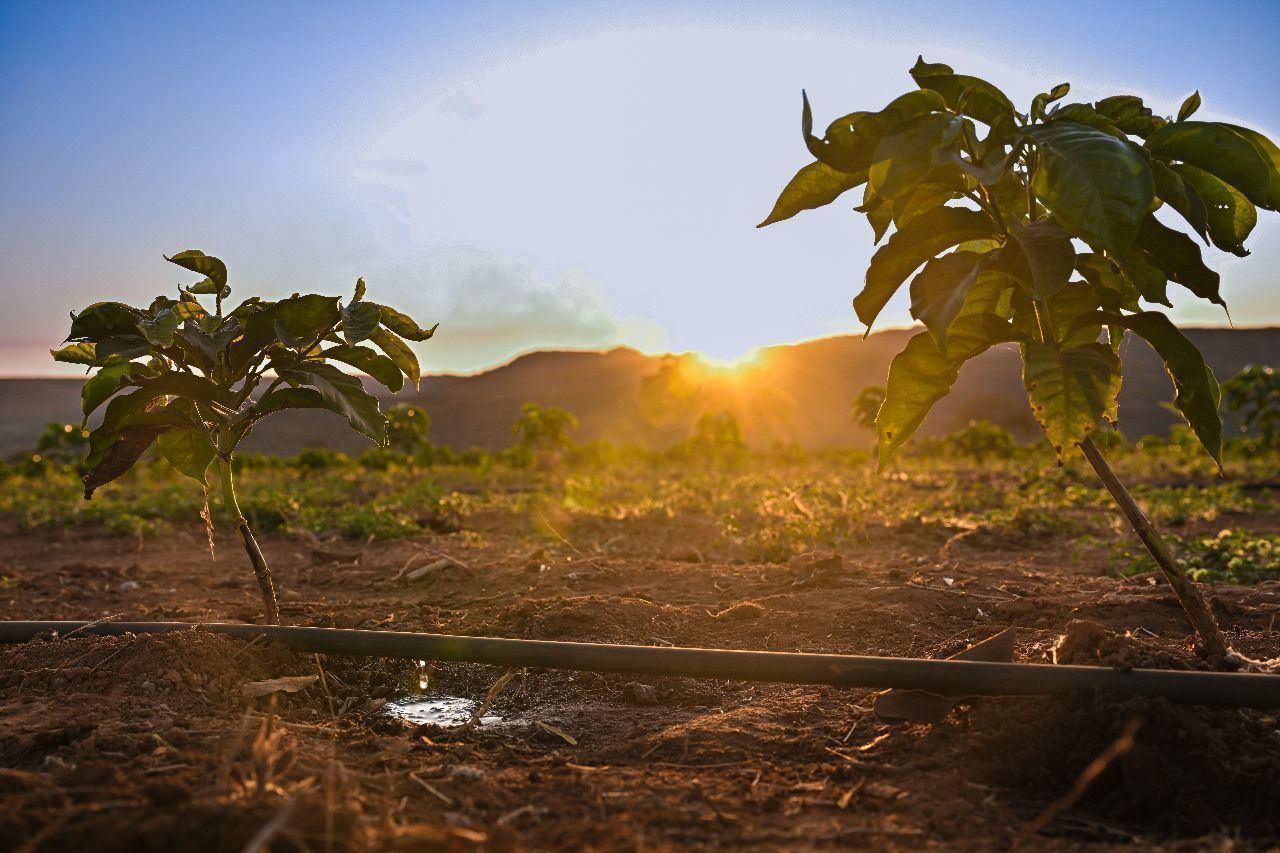 Cedro Agro conquista certificação internacional e consolida compromisso com sustentabilidade no setor cafeeiro
