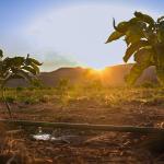 Cedro Agro conquista certificação internacional e consolida compromisso com sustentabilidade no setor cafeeiro