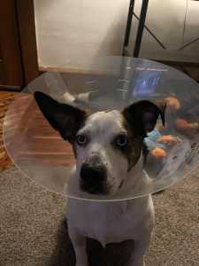 O colar elizabetano, popularmente conhecido como cone, é considerado a opção mais completa por impedir que o cão alcance qualquer parte do corpo com a boca, além de proteger a face e os olhos