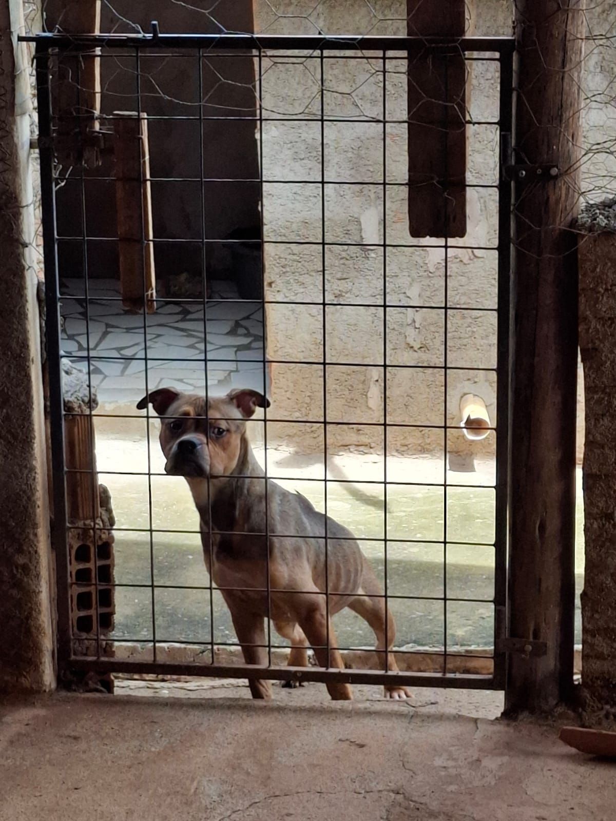 Cadela que vivia em situação de maus tratos é resgatada pela PCMG em Alfenas