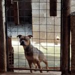 Cadela que vivia em situação de maus tratos é resgatada pela PCMG em Alfenas