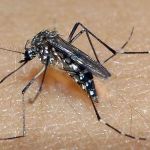 Com um óbito confirmado, Vale do Aço chega a 488 casos de Dengue