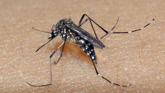 Dengue