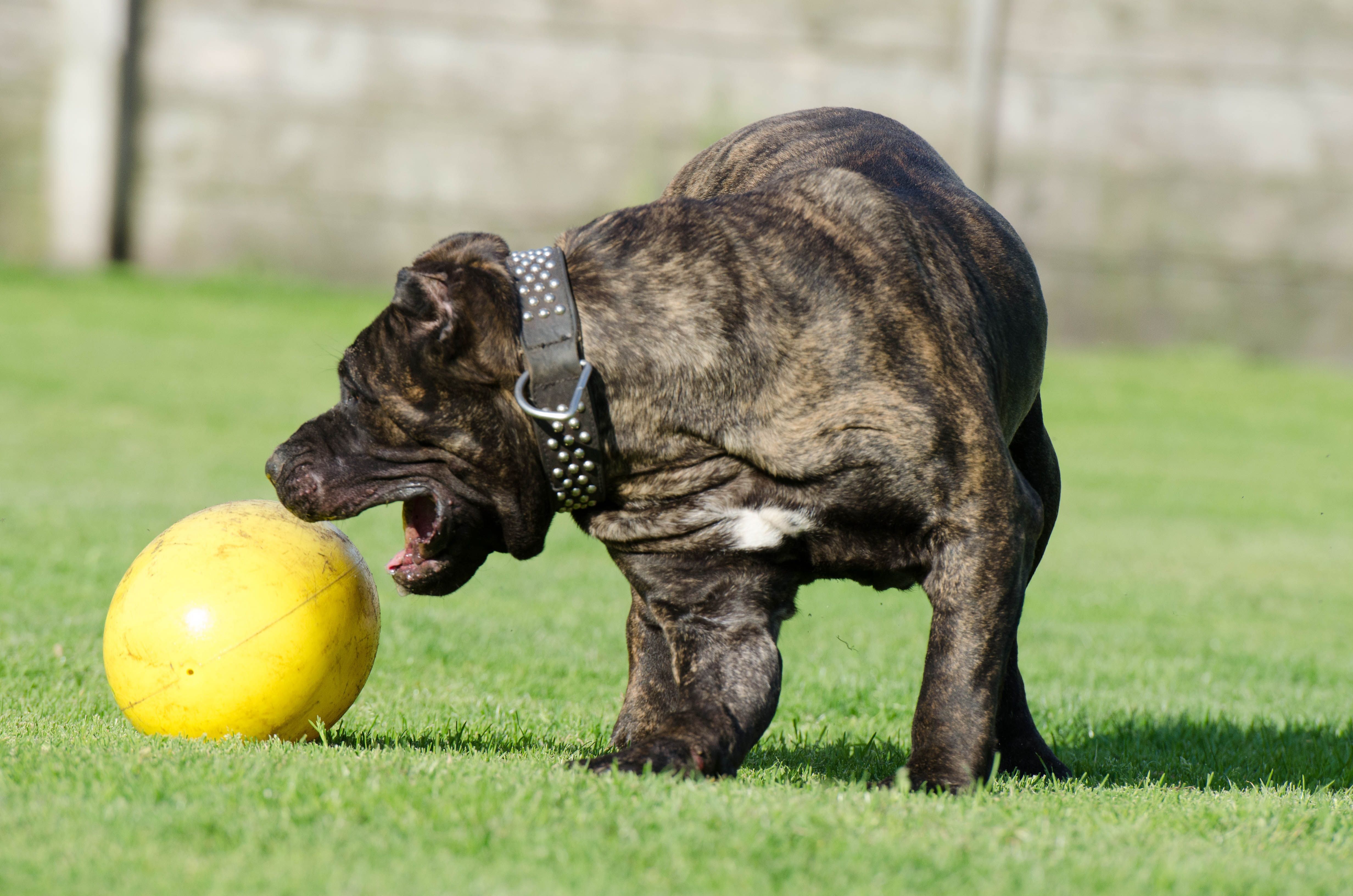Na Páscoa, dar chocolate ao cão pode trazer ricos à saúde deles