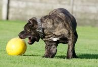 Na Páscoa, dar chocolate ao cão pode trazer ricos à saúde deles
