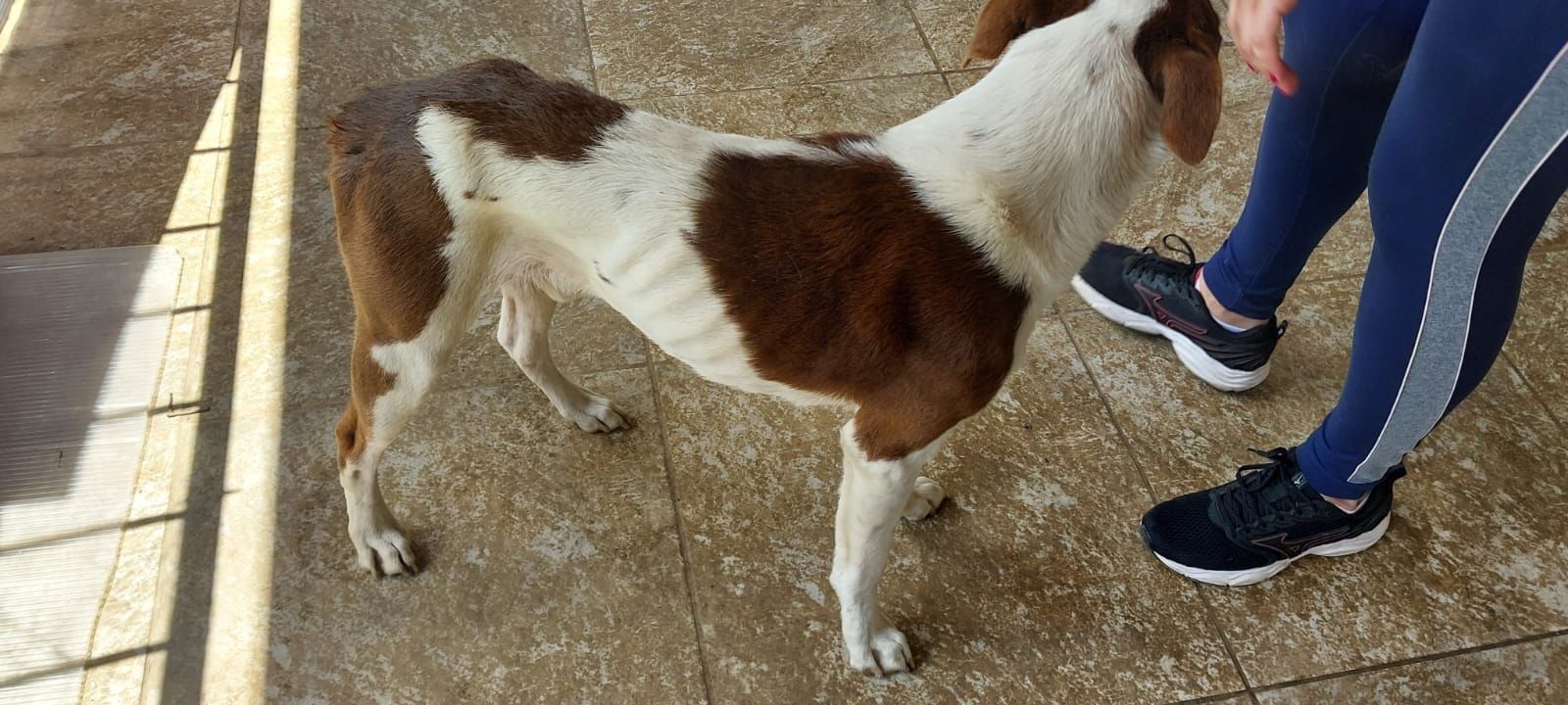 PM resgata cães em situação de maus tratos em Caldas
