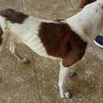 PM resgata cães em situação de maus tratos em Caldas