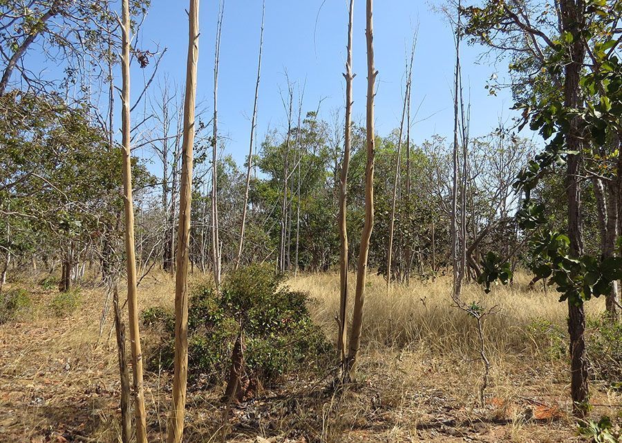 Estudo usa IA e satélite para mapear áreas agrícolas abandonadas no Cerrado