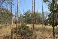 Estudo usa IA e satélite para mapear áreas agrícolas abandonadas no Cerrado