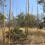 Estudo usa IA e satélite para mapear áreas agrícolas abandonadas no Cerrado