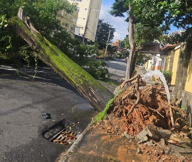 Chuvas na Grande BH derrubam mais de 40 árvores em vias públicas