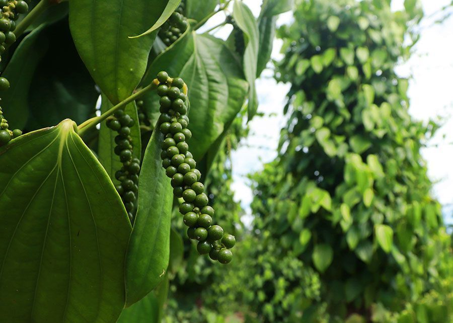 Bactérias endofíticas podem elevar produtividade da pimenta-do-reino