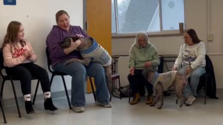 Adotantes em roda observam cães "escolherem" novos tutores