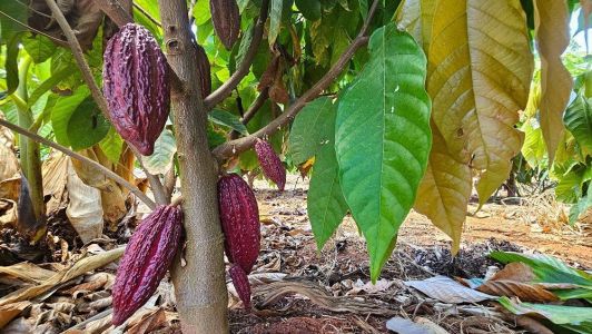 • Diego Vargas/Seapa-MG