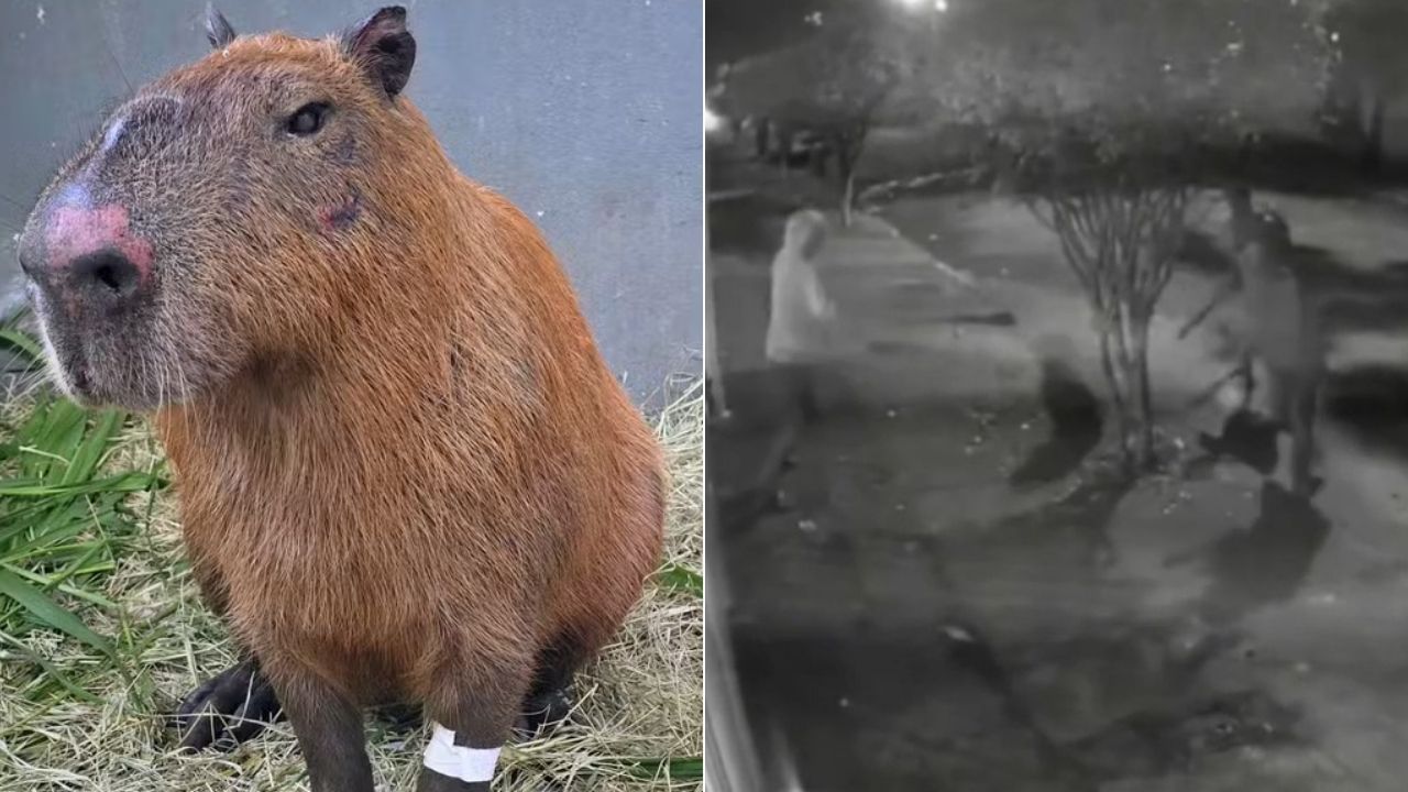 Capivara espancada: grupo pode ser multado em R$ 50 mil por crime ambiental