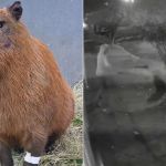 Capivara espancada: grupo pode ser multado em R$ 50 mil por crime ambiental