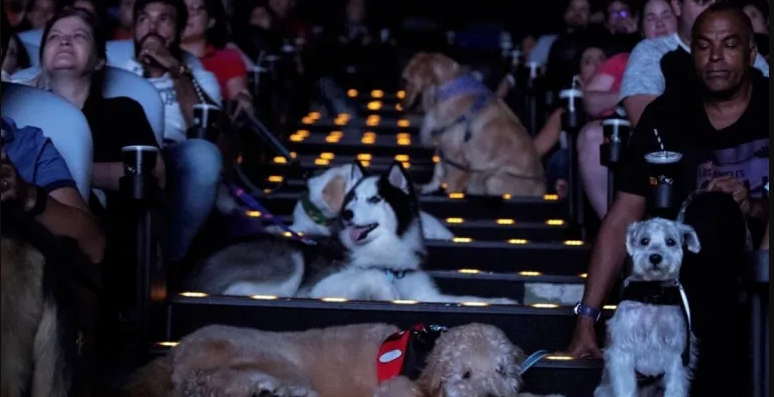 Cine Pets: sessão de cinema para pets ocorre em Porto Alegre no sábado