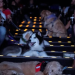 Cine Pets: sessão de cinema para pets ocorre em Porto Alegre no sábado