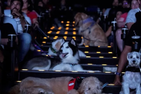 Cine Pets: sessão de cinema para pets ocorre em Porto Alegre no sábado