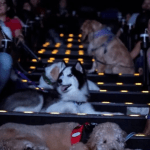 Cine Pets: sessão de cinema para pets ocorre em Porto Alegre no sábado