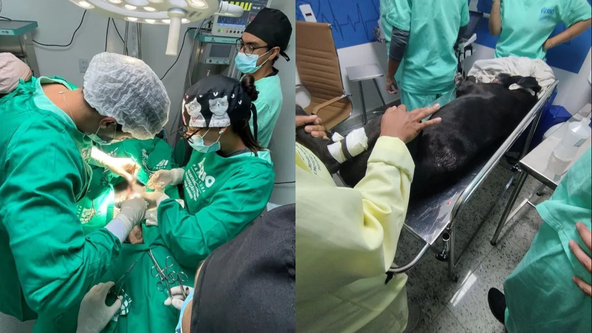 Cão baleado durante megaoperação no RJ tem alta