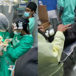 Cão baleado durante megaoperação no RJ tem alta