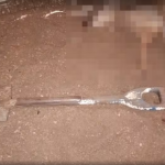 Homem invade zoológico no RS, ataca animais e é preso