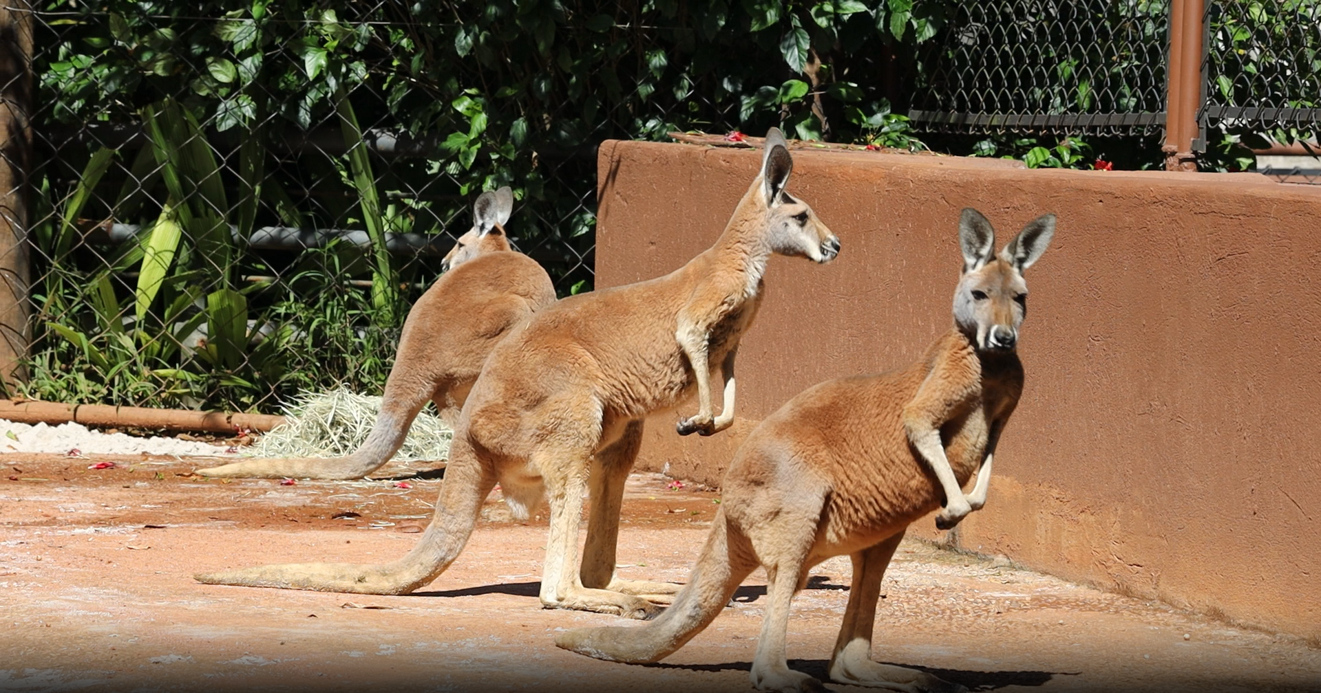 Após 20 anos, cangurus-vermelhos voltam a habitar o Zoológico de SP