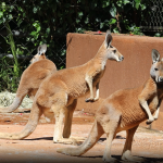 Após 20 anos, cangurus-vermelhos voltam a habitar o Zoológico de SP