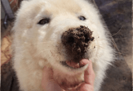 Cadela tem rabo cortado em Santa Rita de Ouro Preto e caso revolta moradores