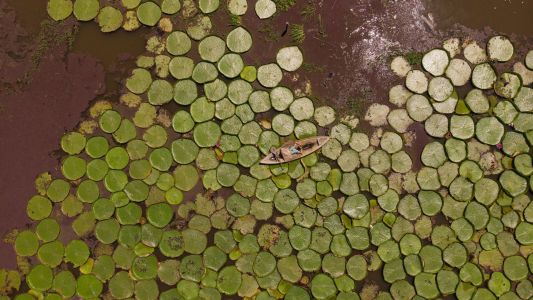 Vitória-régia é uma PANC • Divulgação