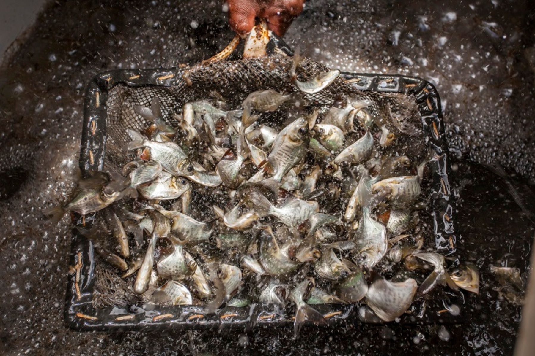 Peixe brasileiro mira o México: nova estratégia para exportar tilápia em 2026