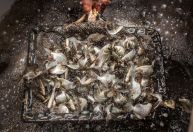 Peixe brasileiro mira o México: nova estratégia para exportar tilápia em 2026