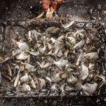 Peixe brasileiro mira o México: nova estratégia para exportar tilápia em 2026