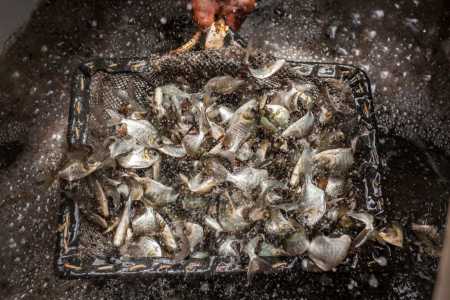 Peixe brasileiro mira o México: nova estratégia para exportar tilápia em 2026