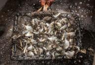 Peixe brasileiro mira o México: nova estratégia para exportar tilápia em 2026