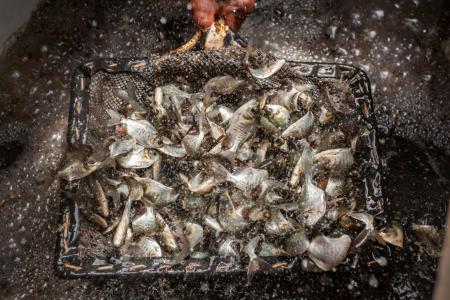 Peixe brasileiro mira o México: nova estratégia para exportar tilápia em 2026