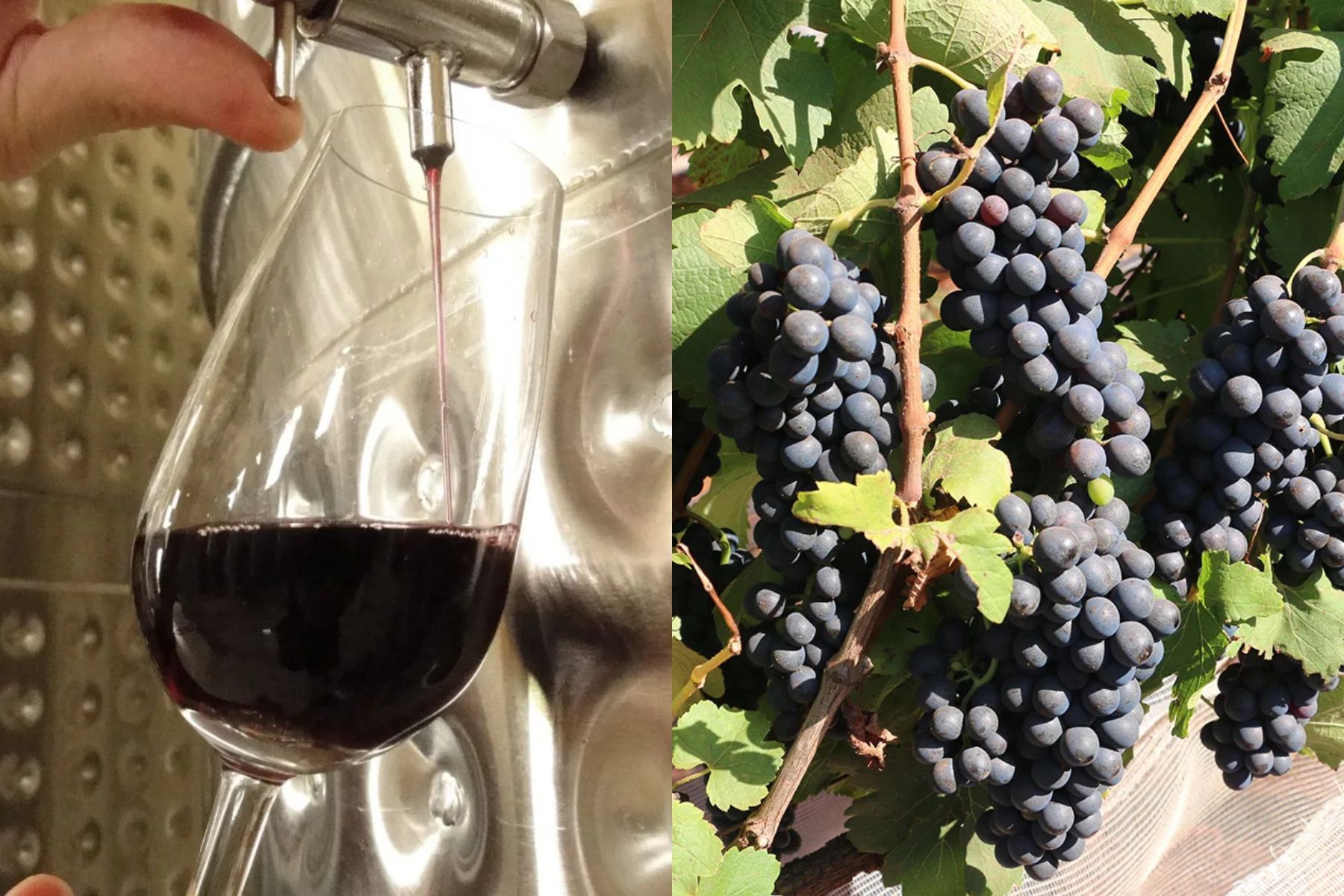 Vinhos de inverno: novo laboratório em Brasília promete impulsionar produção