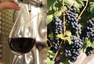 Vinhos de inverno: novo laboratório em Brasília promete impulsionar produção