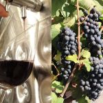 Vinhos de inverno: novo laboratório em Brasília promete impulsionar produção