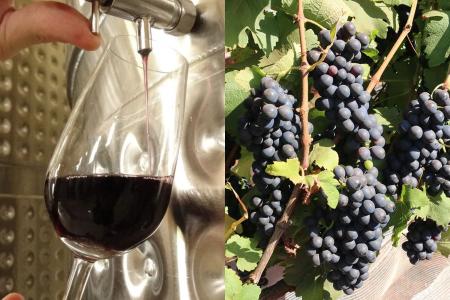 Vinhos de inverno: novo laboratório em Brasília promete impulsionar produção