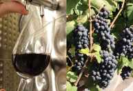 Vinhos de inverno: novo laboratório em Brasília promete impulsionar produção