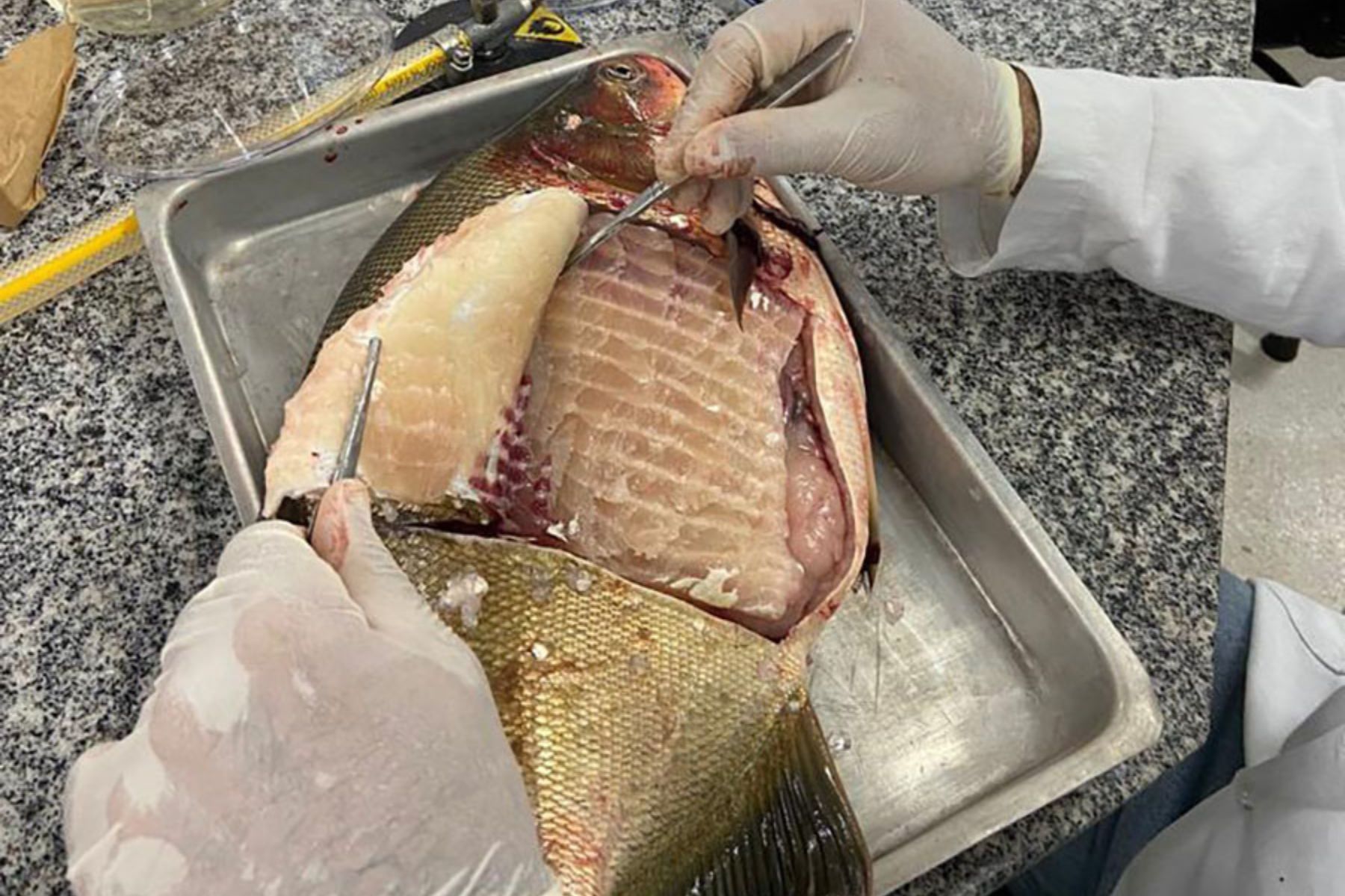 Salmonella em peixes: o que explica o índice de 88% no Centro-Oeste?