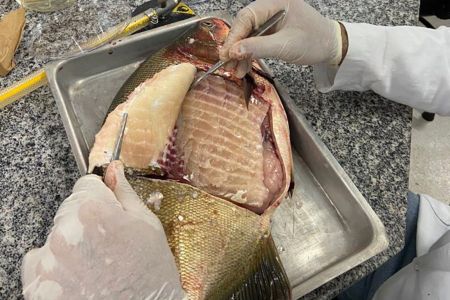 Salmonella em peixes: o que explica o índice de 88% no Centro-Oeste?