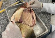 Salmonella em peixes: o que explica o índice de 88% no Centro-Oeste?