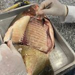 Salmonella em peixes: o que explica o índice de 88% no Centro-Oeste?